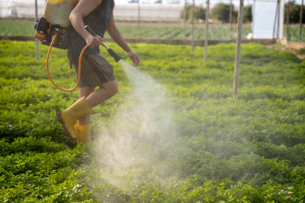 Best Ant Control Services  in Walcott, IA