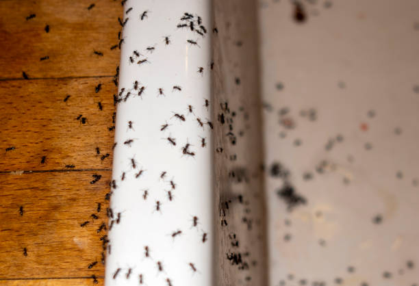 Best Insect Control  in Walcott, IA