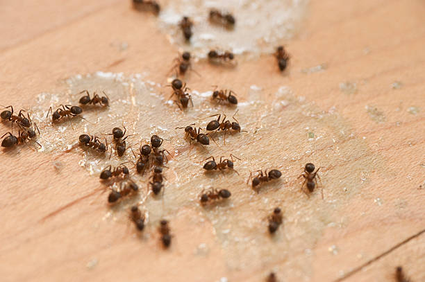 Best Pest Control Cost  in Walcott, IA