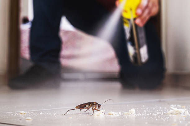 Best Flea Control Services  in Walcott, IA